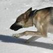 2010-02-11 (018)